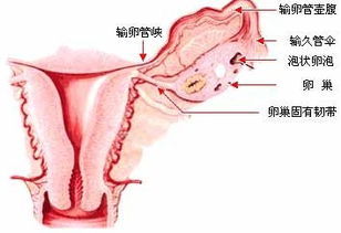 东莞虎门卵巢囊性包块是什么?